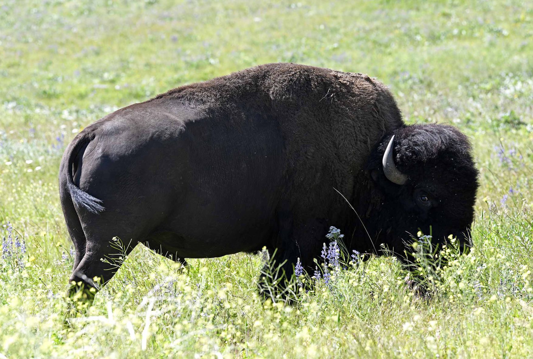 National Bison Range